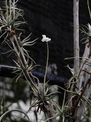 Tillandsia reichenbachii