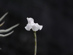 Tillandsia reichenbachii
