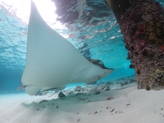 Ornate Eagle Ray photo 2