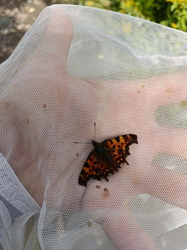 European Comma