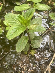 Mentha aquatica