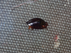 Gyrinus