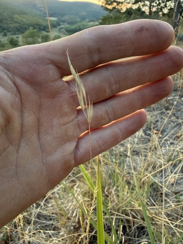 Danthonia alpina observed 2026-08-27