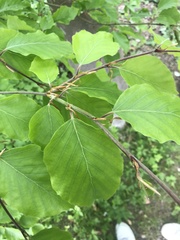 Fagus sylvatica