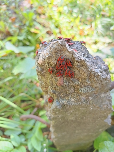 European Firebug