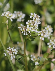 Cochlearia bavarica