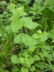 Alliaria petiolata