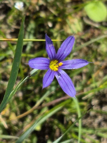 strict blue-eyed grass