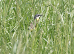 Motacilla flava cinereocapilla