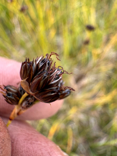 Juncus longistylis observed 2026-08-24