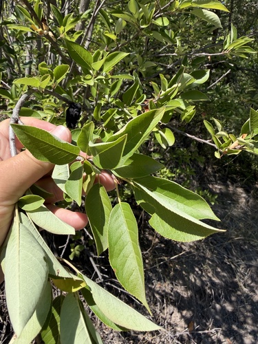 chokecherry