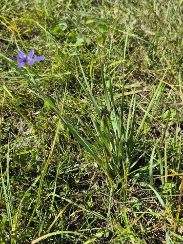 Sisyrinchium montanum, photograph 2