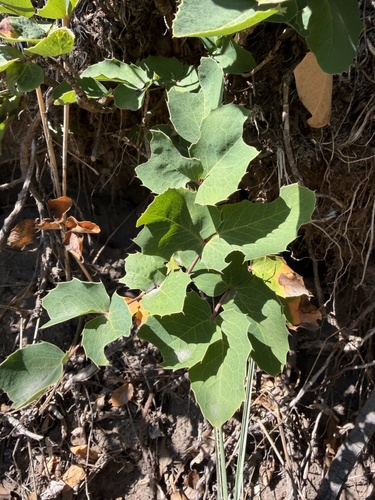 creeping mahonia