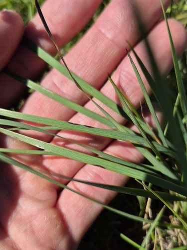 Sisyrinchium montanum, photograph 3