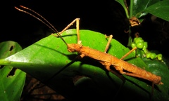 Pygirhynchus muricatus