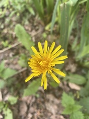 Taraxacum