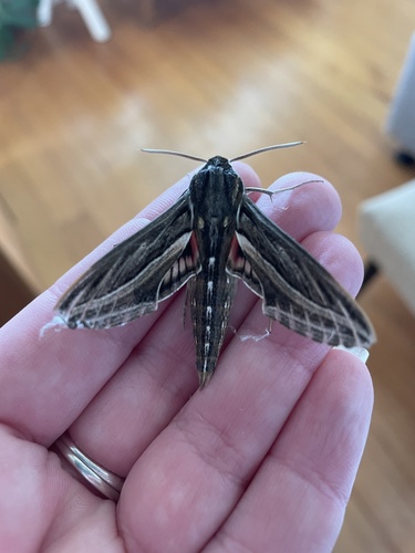 Vine Hawkmoth