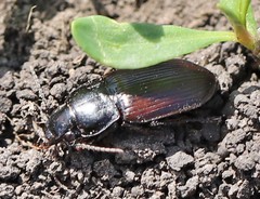 Anisodactylus signatus