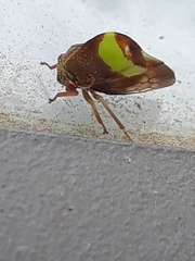 Smilia fasciata
