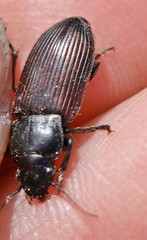 Anisodactylus signatus