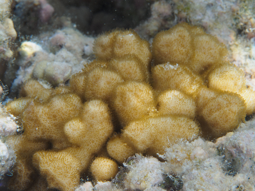 Psammocora contigua observed 2026-08-26