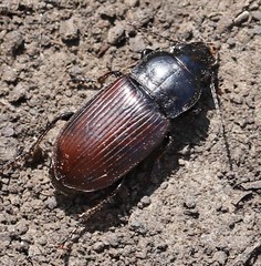 Anisodactylus signatus