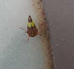 Smilia fasciata