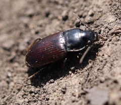 Anisodactylus signatus