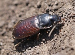 Anisodactylus signatus