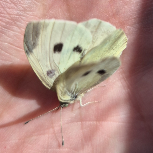 Small White