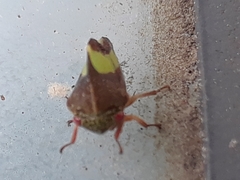 Smilia fasciata