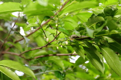 Diospyros morrisiana