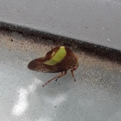 Smilia fasciata