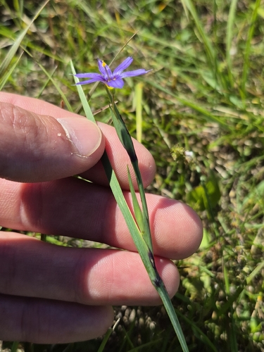 Sisyrinchium montanum, photograph 4