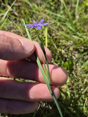Sisyrinchium montanum, photograph (c) Sam E, some rights reserved (CC BY)