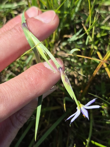 Sisyrinchium montanum, photograph 5