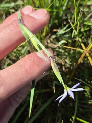 Sisyrinchium montanum, photograph (c) Sam E, some rights reserved (CC BY)