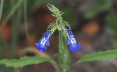 Salvia subincisa, photograph (c) Rosario Douglas, some rights reserved (CC BY)