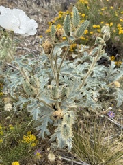 Argemone munita, photograph (c) Brooke Smith, some rights reserved (CC BY)