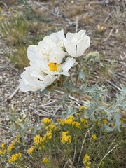 Argemone munita, photograph (c) Brooke Smith, some rights reserved (CC BY)