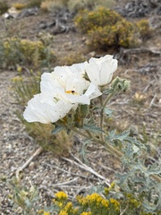Argemone munita, photograph (c) Brooke Smith, some rights reserved (CC BY)