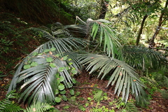 Arenga engleri