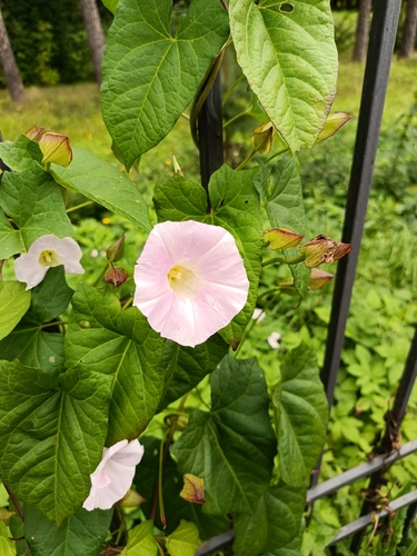 Calystegia sepium spectabilis