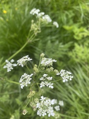 Anthriscus sylvestris