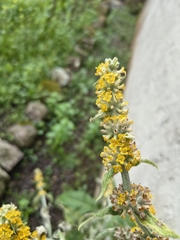(c) Lorella, some rights reserved (CC BY-SA) Buddleja stachyoides, photograph (c) Lorella, some rights reserved (CC BY-SA)