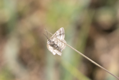 Emmiltis pygmaearia