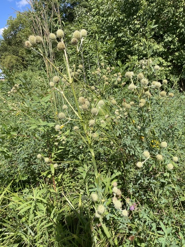 rattlesnake master