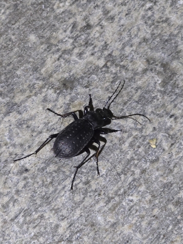 Carabus hortensis