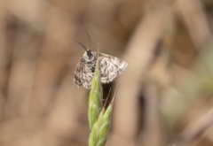 Emmiltis pygmaearia