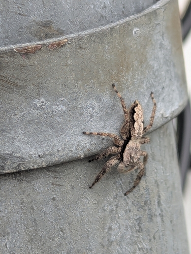 Tan Jumping Spider